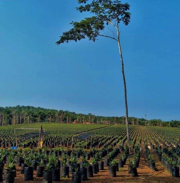 Condong Garut 6